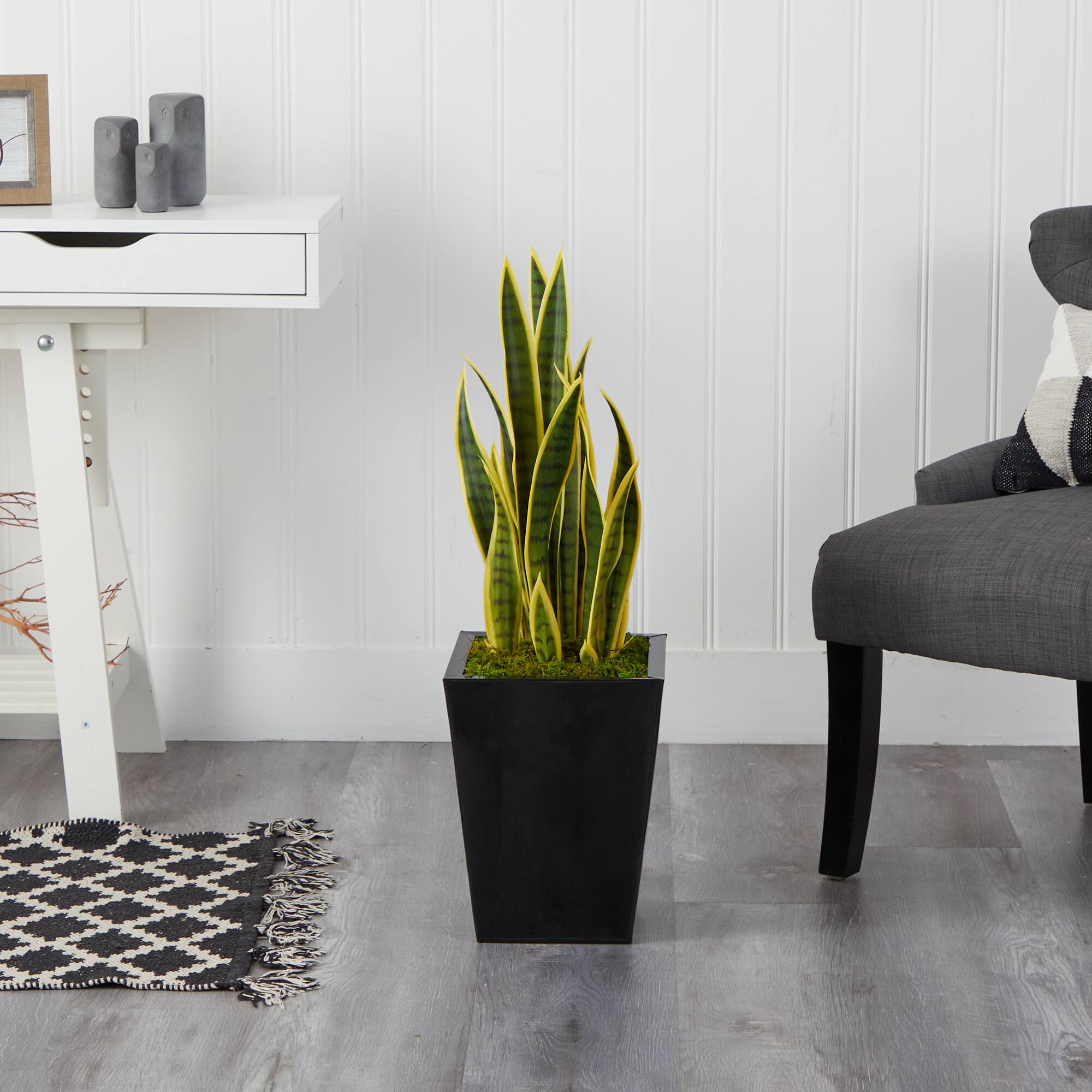 2.5ft. Snake Plant in Black Metal Planter
